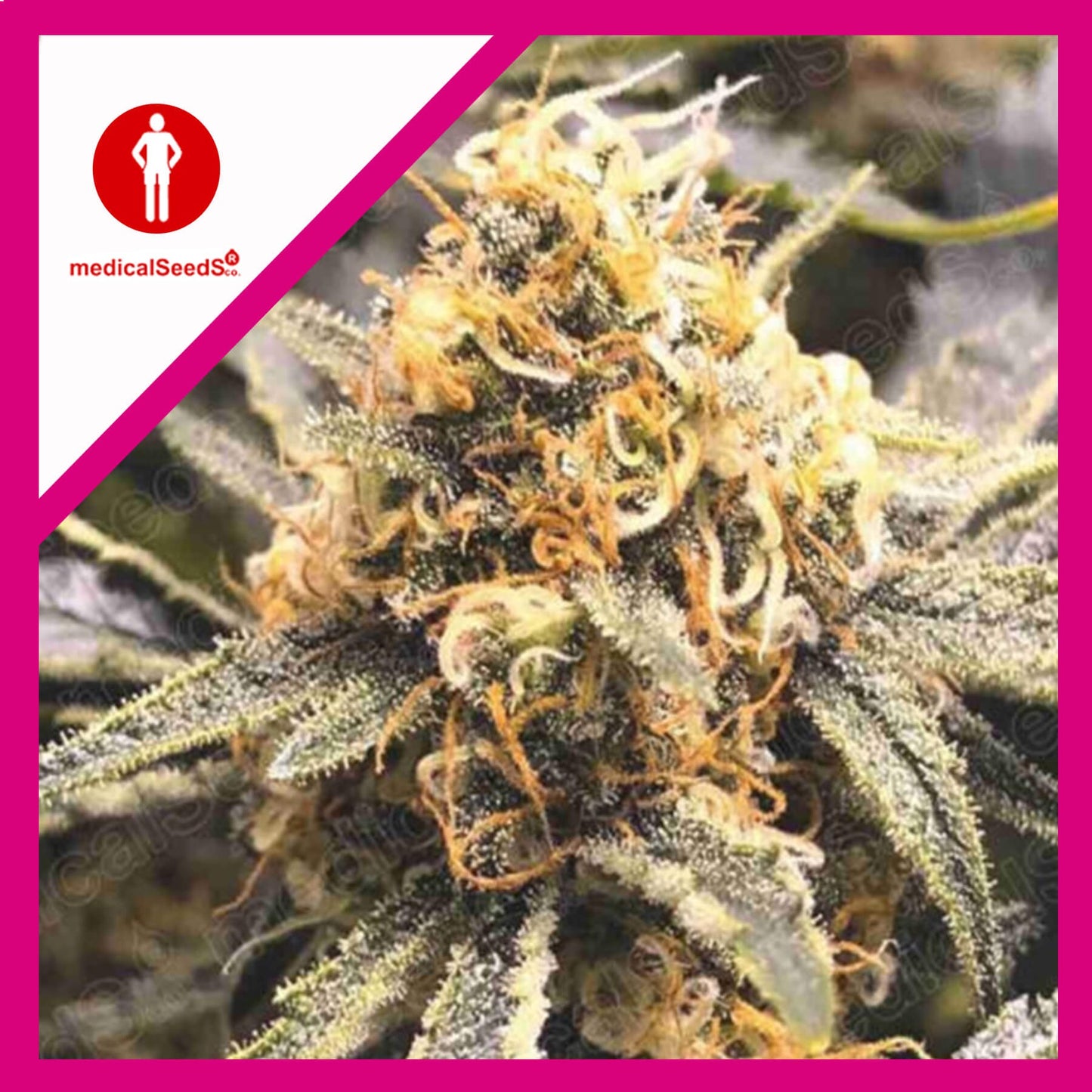 Recovery CBD Fem X3+2 - Medical Seeds