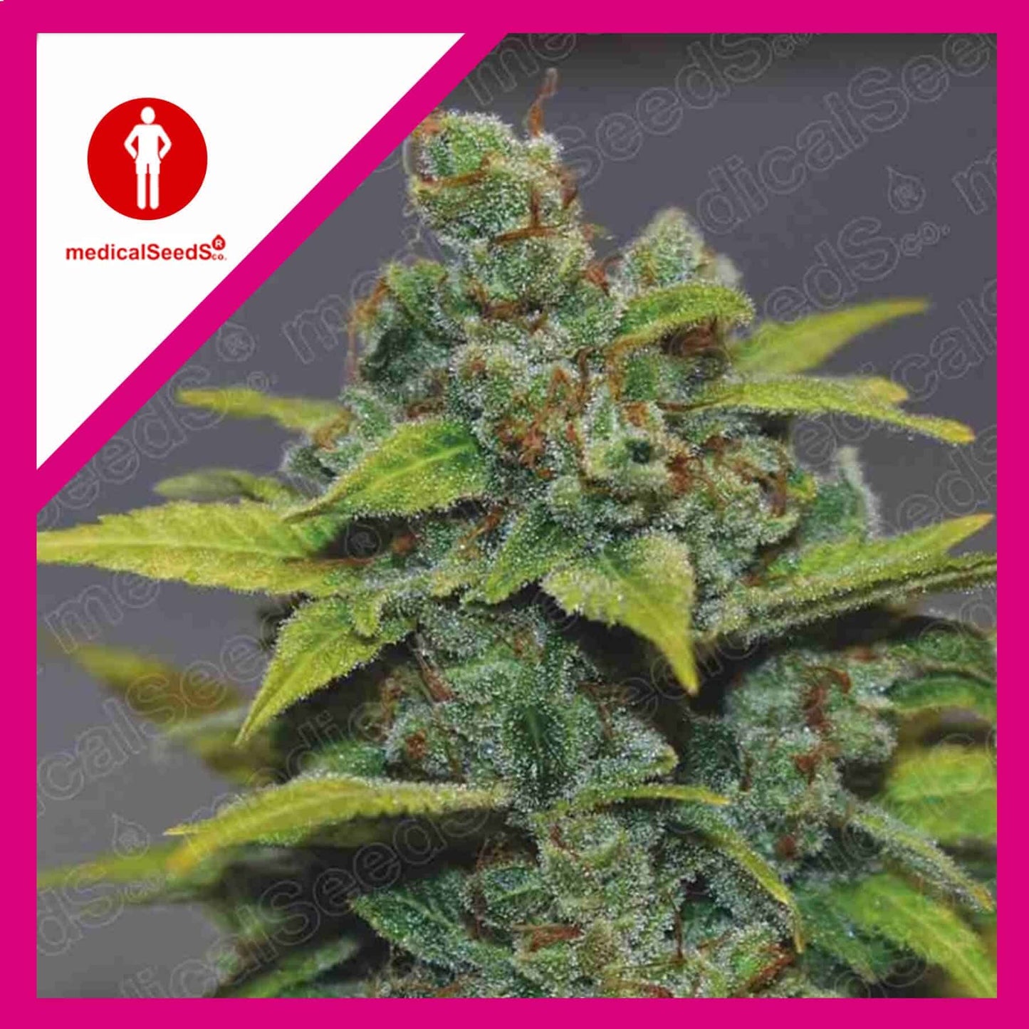 Banana Zkittlez Fem X3+2 - Medical Seeds