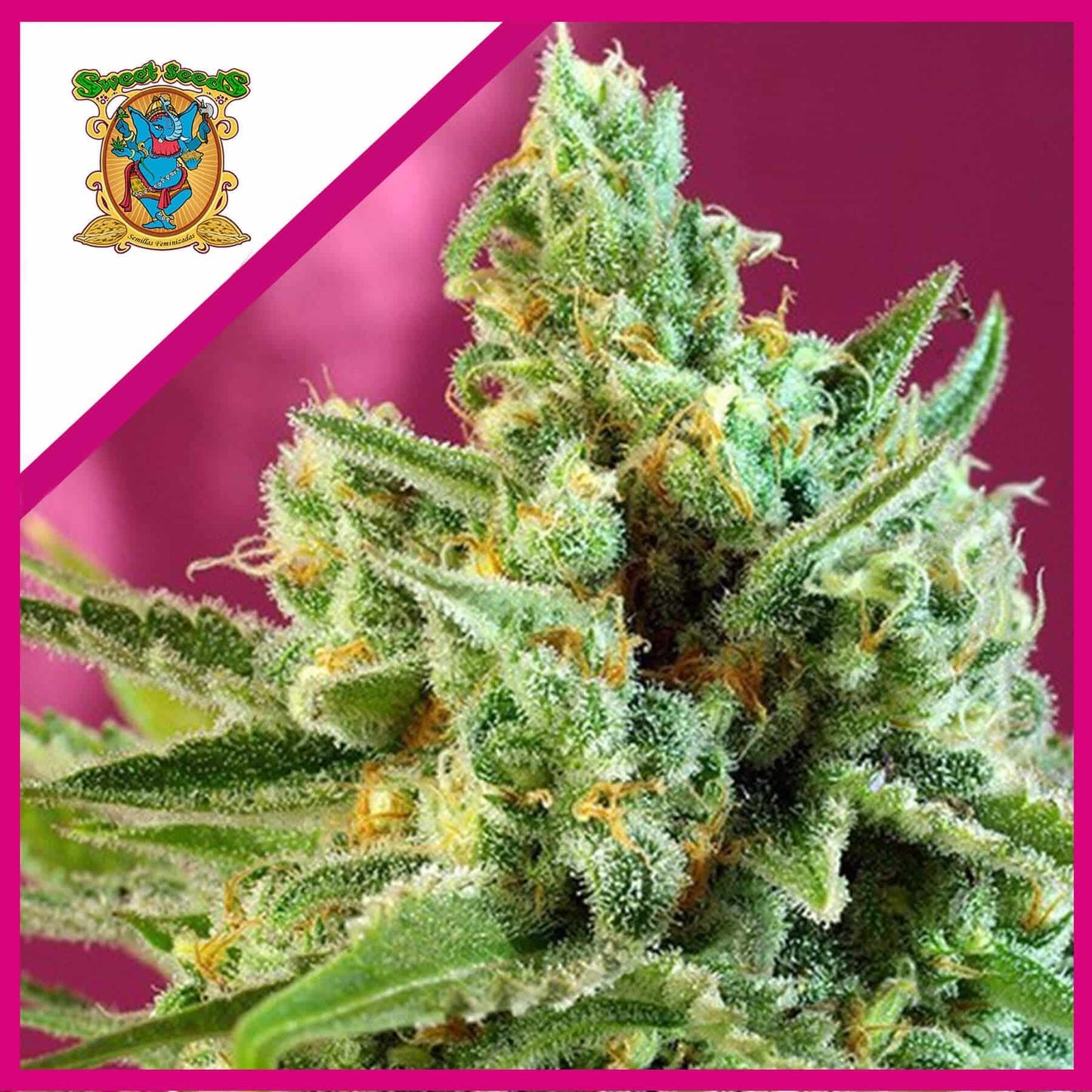 Sad F1 Fem X25 - Sweet Seeds
