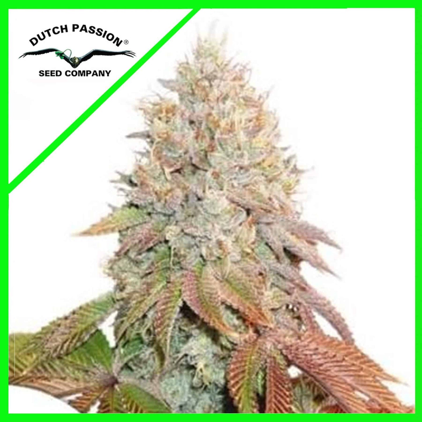 Banana Blaze Auto X100 - Dutch Passion