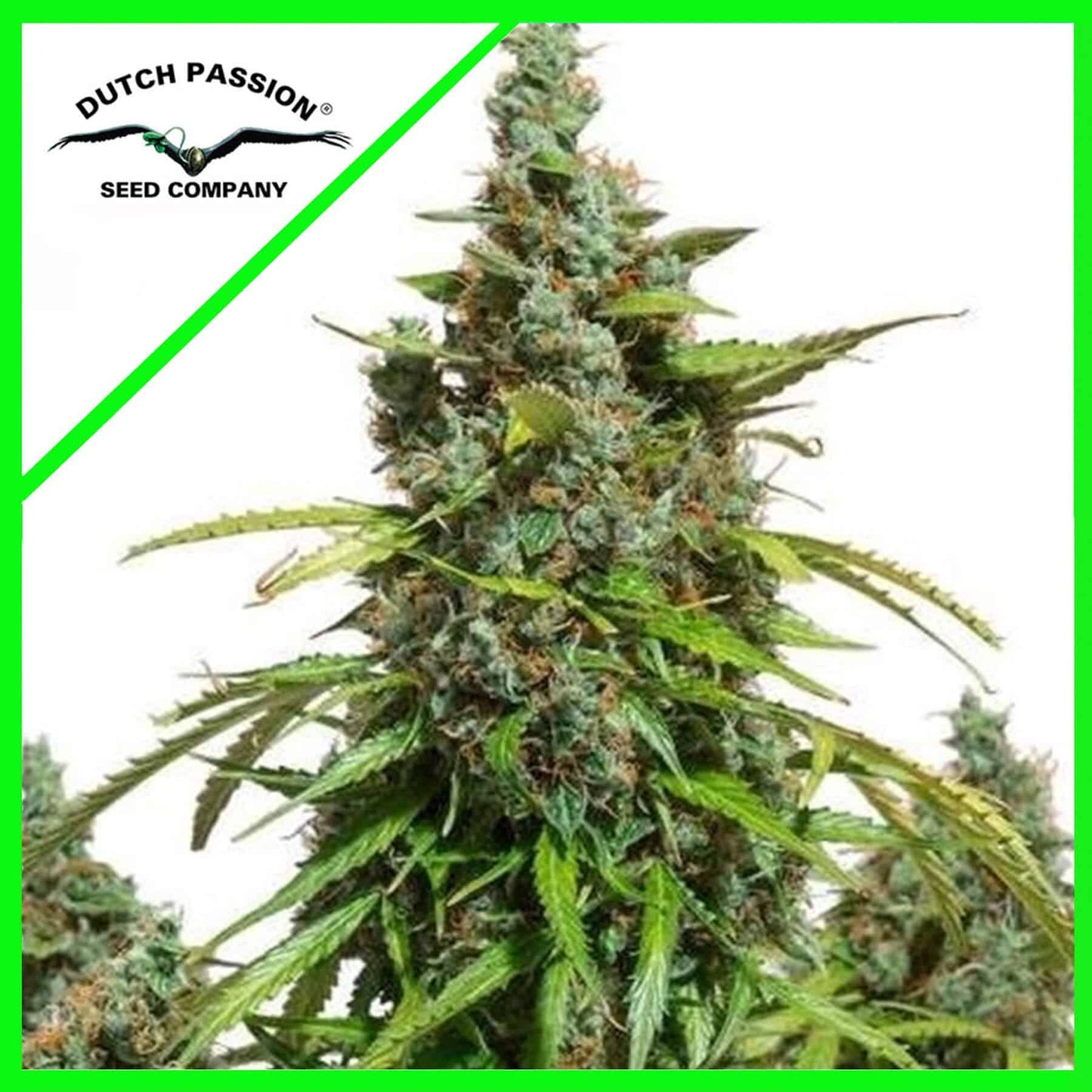 Mazar Auto X3 - Dutch Passion