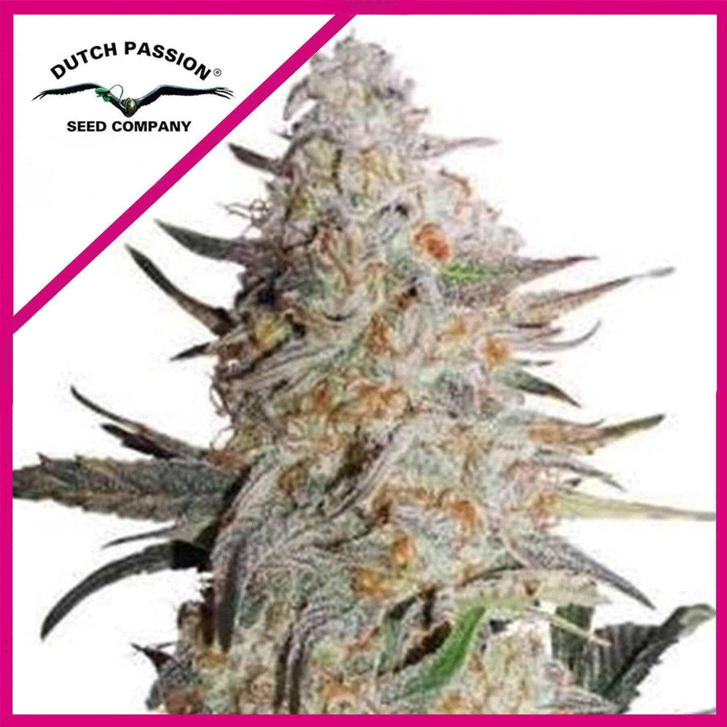 Critical Orange Punch Fem X100 - Dutch Passion