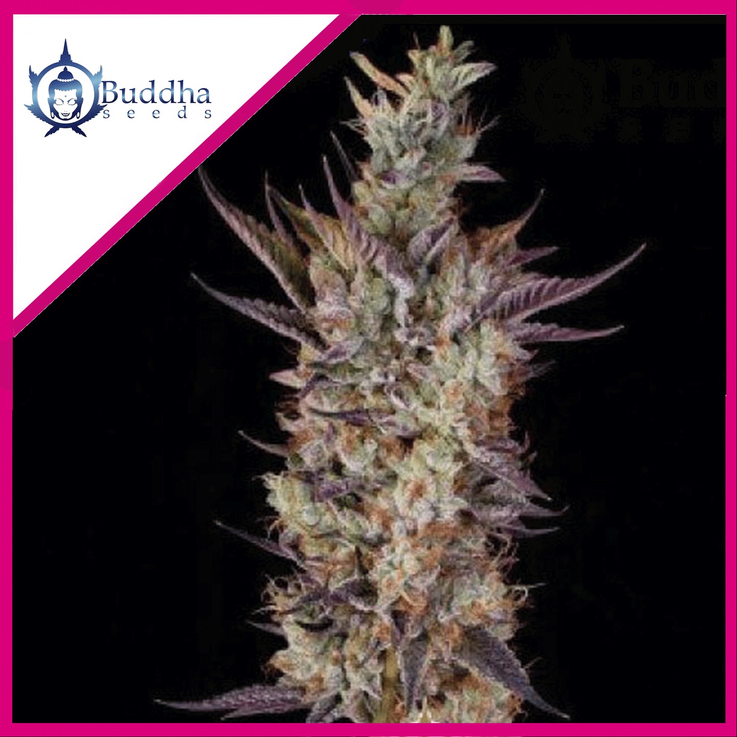 Gelato Fem X3+1 - Buddha Seeds