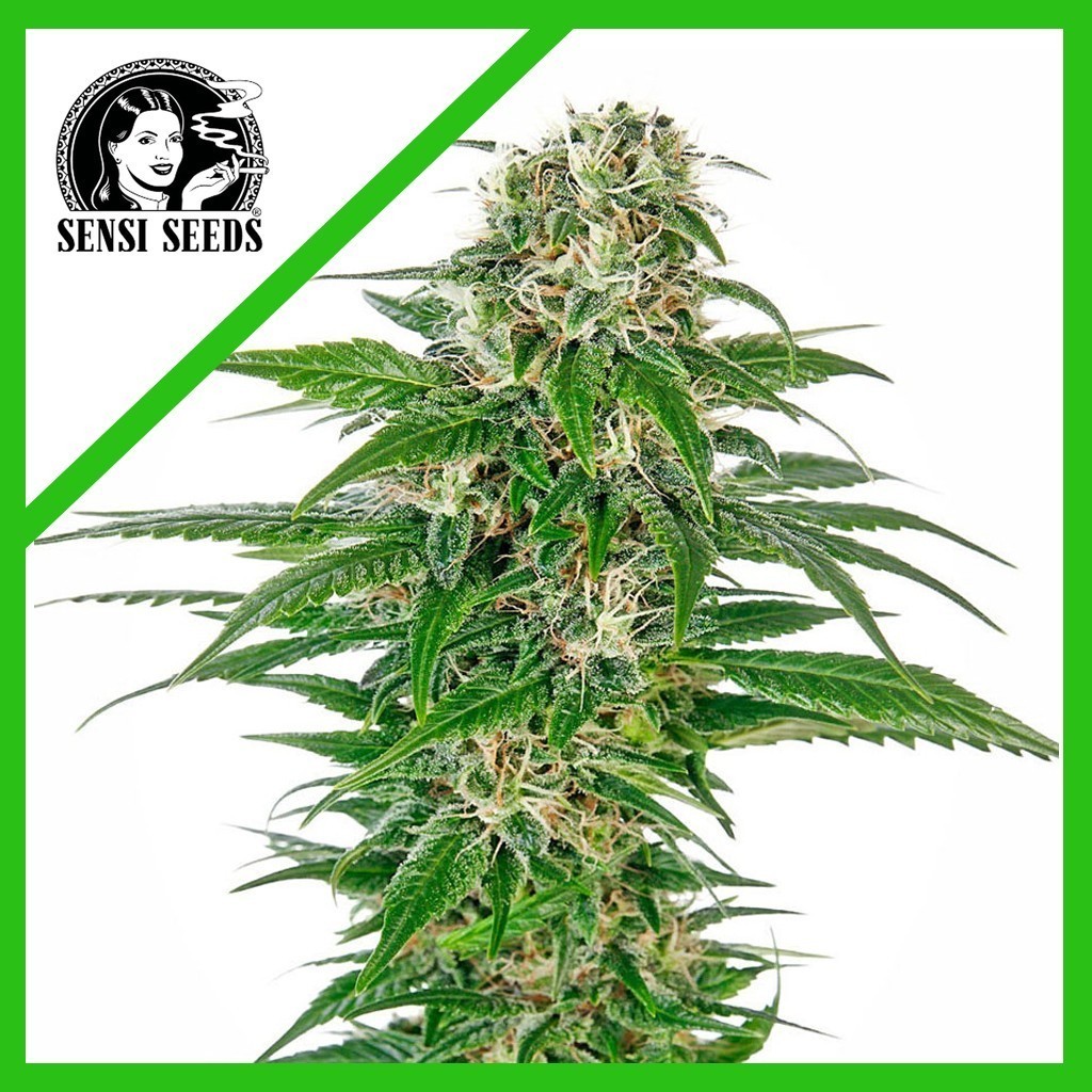 Early Skunk Auto X3 - Sensi Seeds