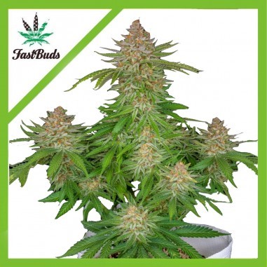 Strawberry Pie Auto X3 - Fast Buds