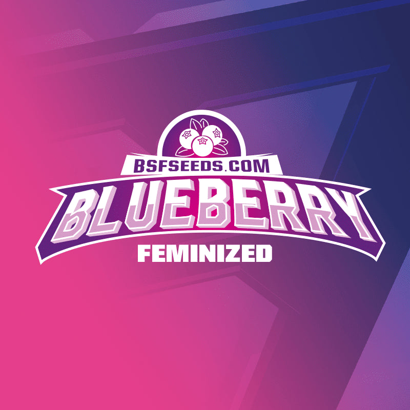Blue Berry Fem X4 - Bsf - vista 3