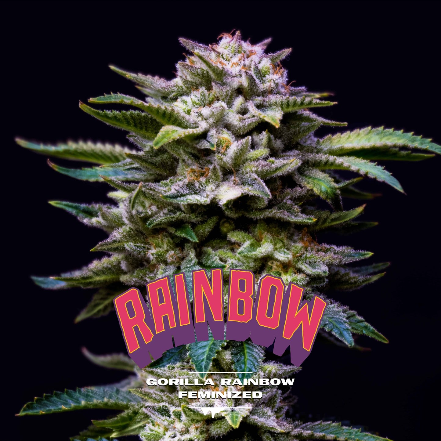 Gorilla Rainbows Fem X7 - Bsf