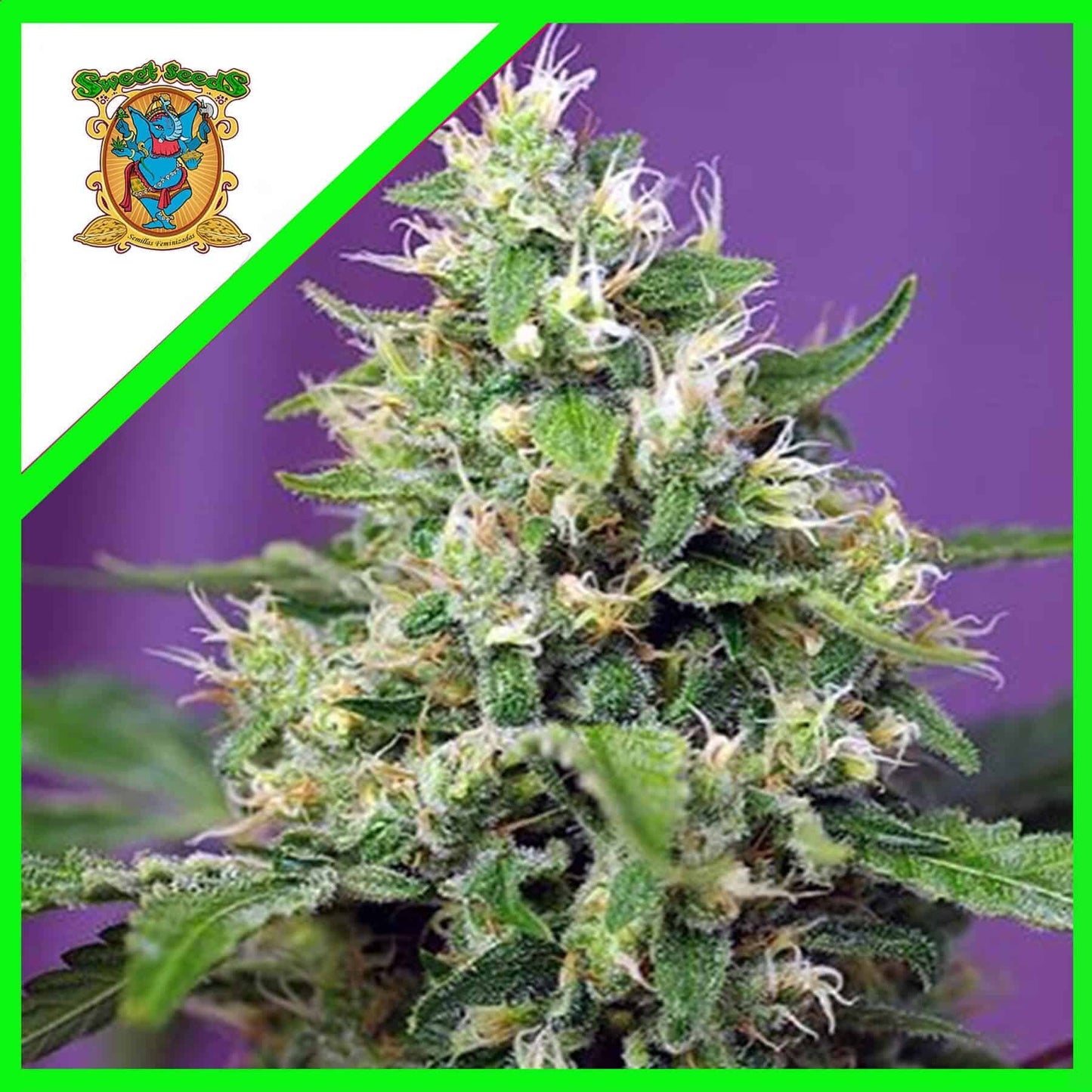 Sweet Amnesia Haze Xl Auto X3+1 - Sweet Seeds