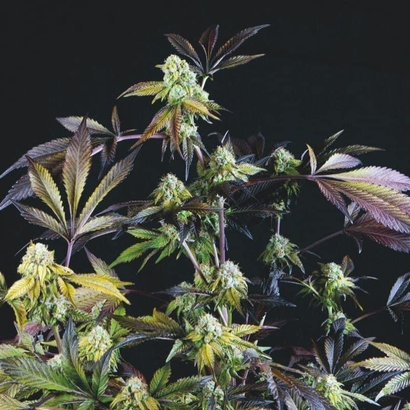 Sunset Sherbet Fem X3+1 - Pyramid Seeds