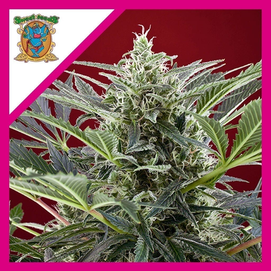 Cream 47 Fem X3+1 - Sweet Seeds