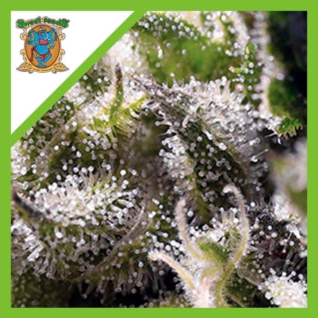 Cream Caramel Auto X3+1 - Sweet Seeds