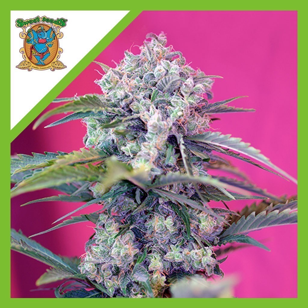 Cream Mandarine Auto X3+1 - Sweet Seeds