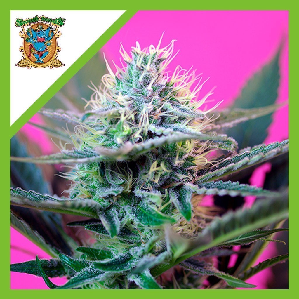 Speed Auto X3+1 - Sweet Seeds