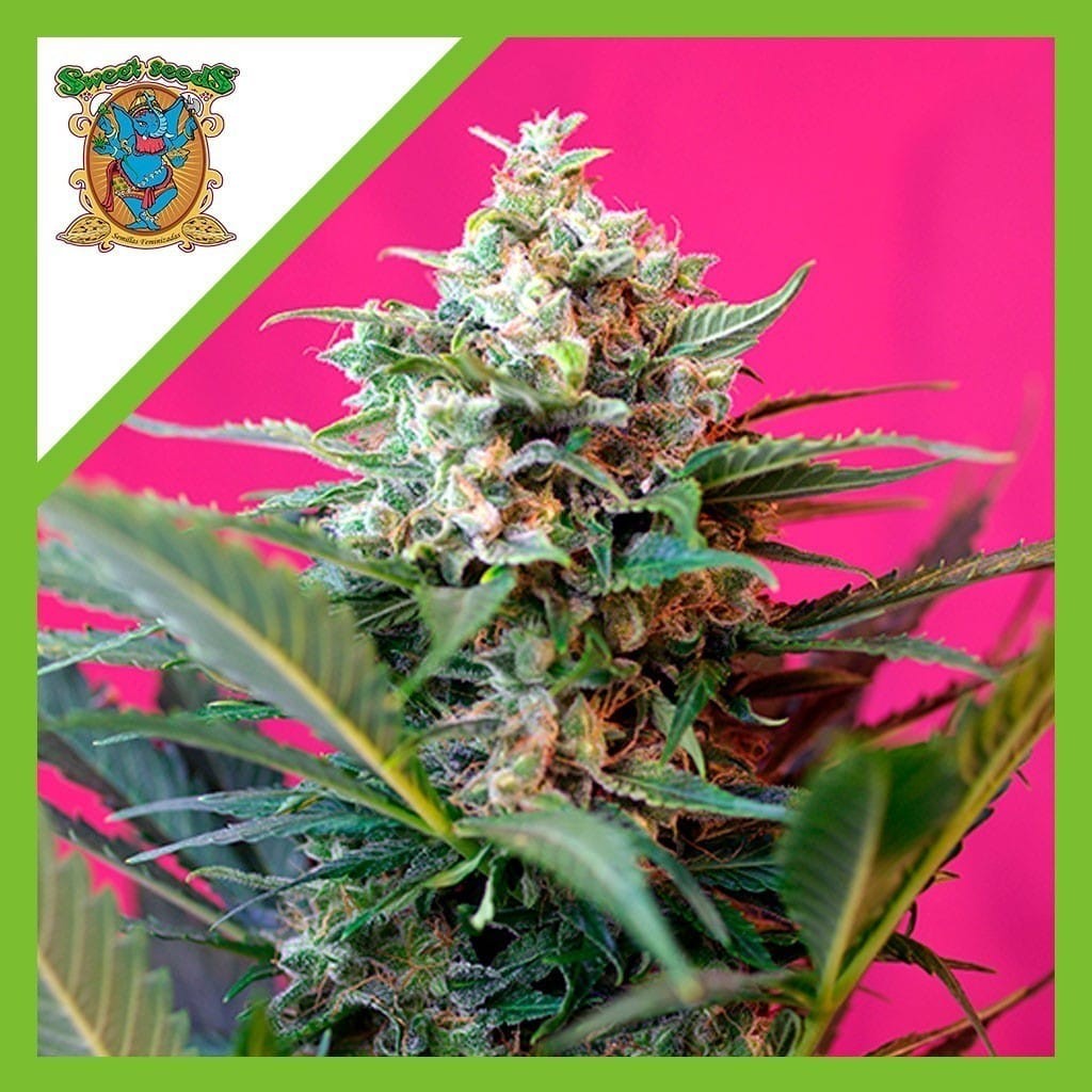 Big Devil Xl Auto X3+1 - Sweet Seeds