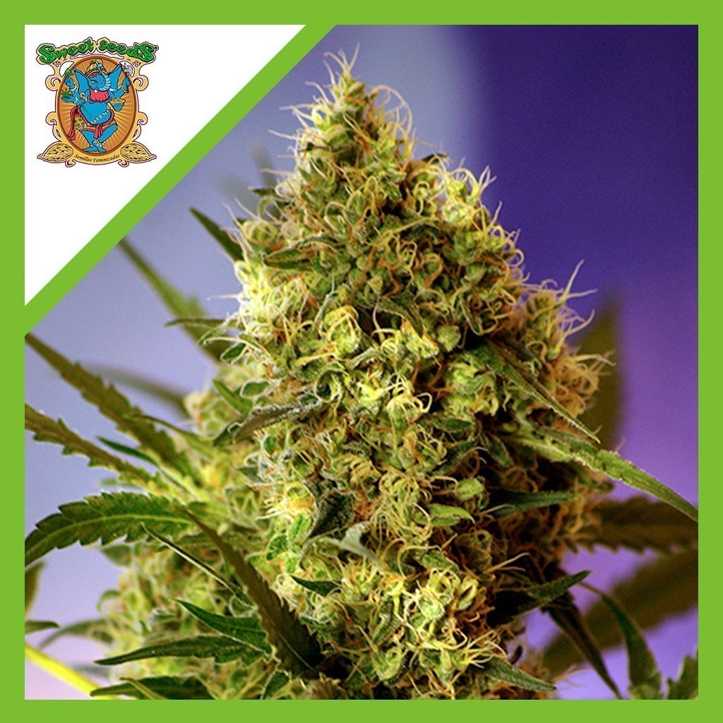 Black Cream Auto X3+1 - Sweet Seeds