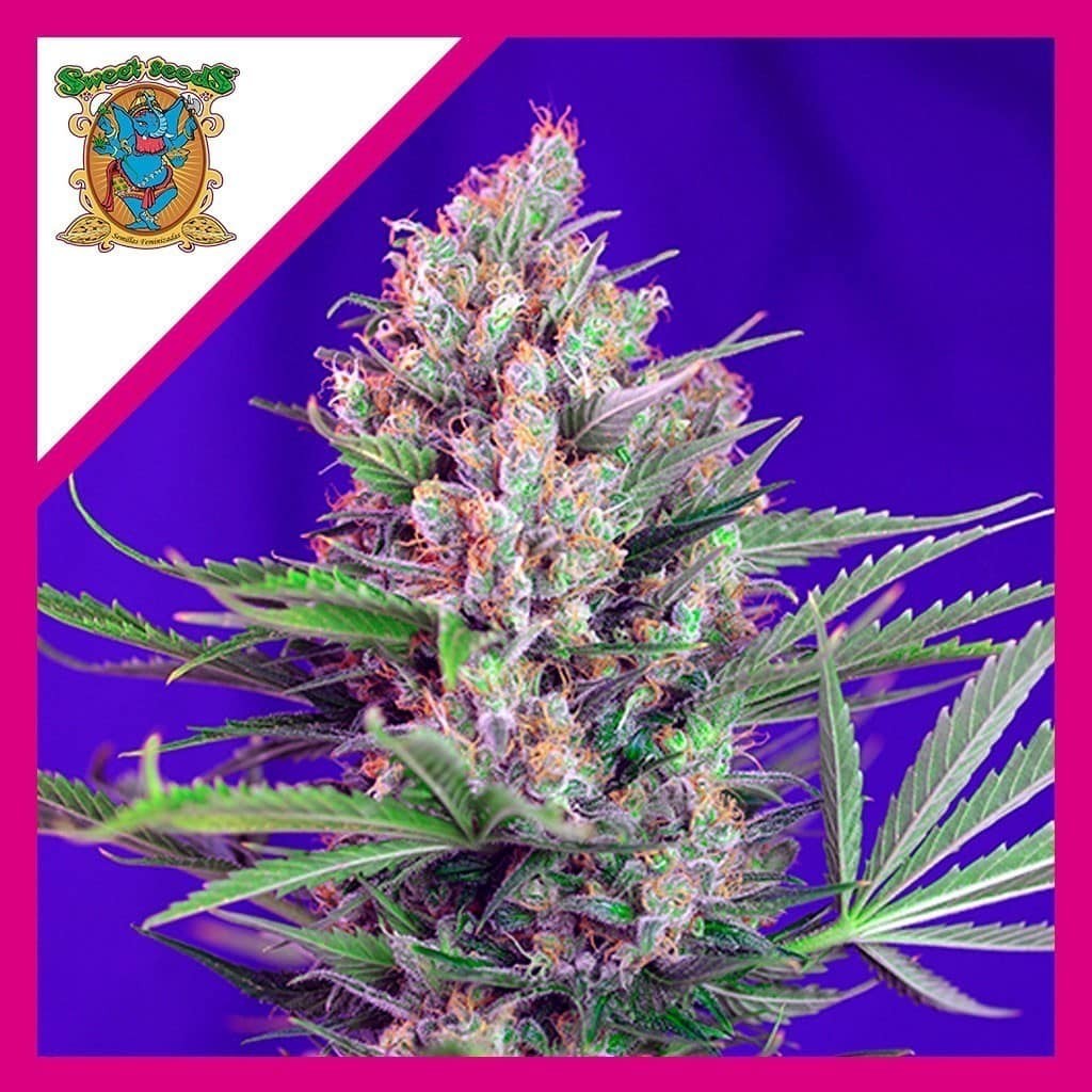 Cream Mandarine F1 Fem X3+1 - Sweet Seeds
