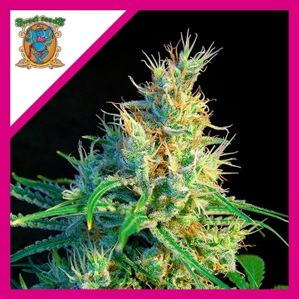 Psicodelicia Sweet Fem X3+1 - Sweet Seeds