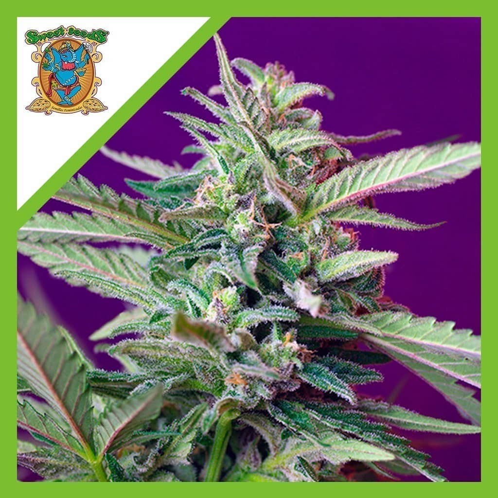 Sad Auto X3+1 - Sweet Seeds