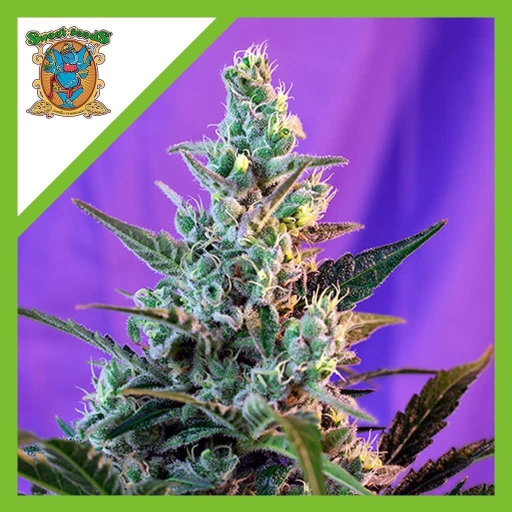 Sweet Skunk Auto X3+1 - Sweet Seeds