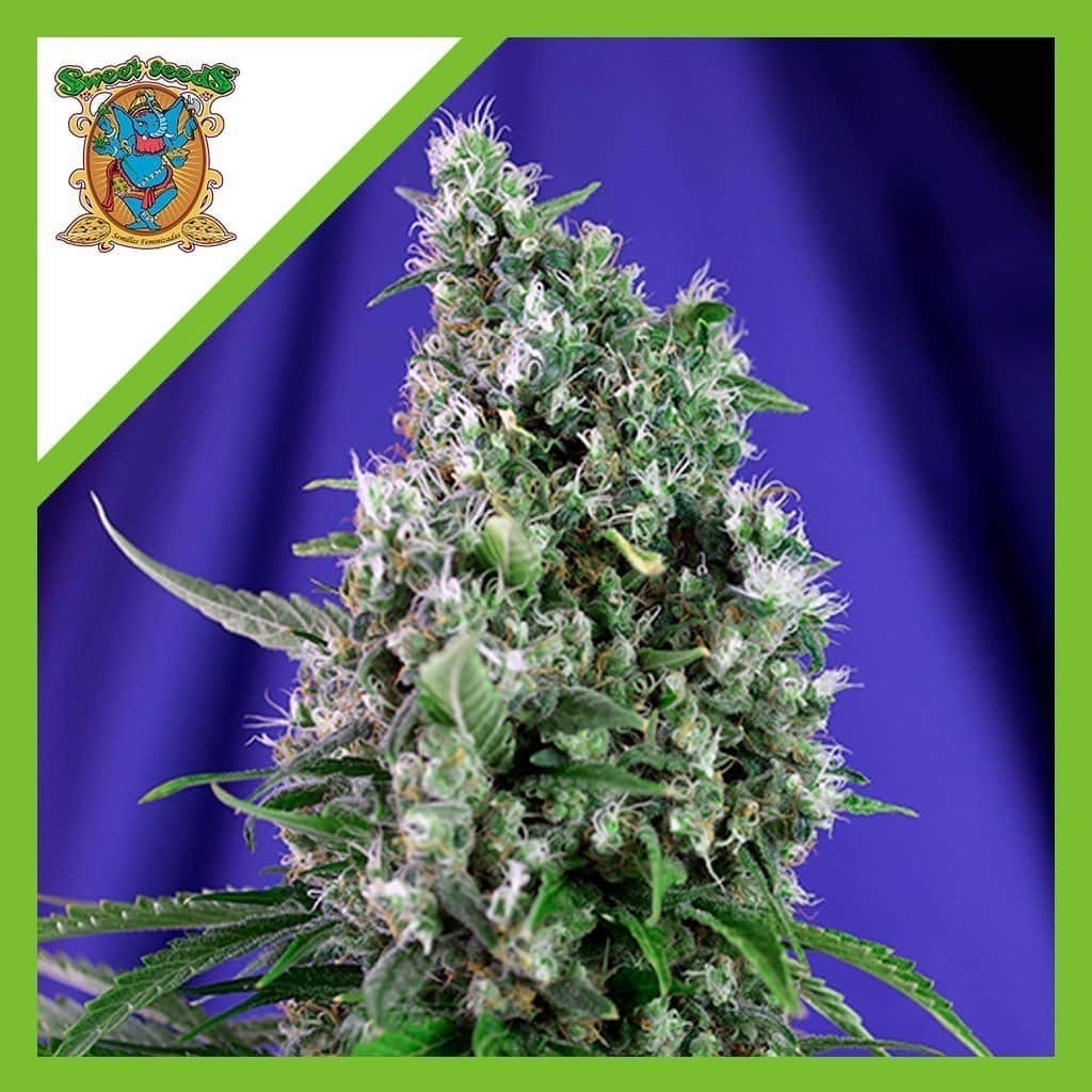 Sweet Trainwreck Auto X3+1 - Sweet Seeds