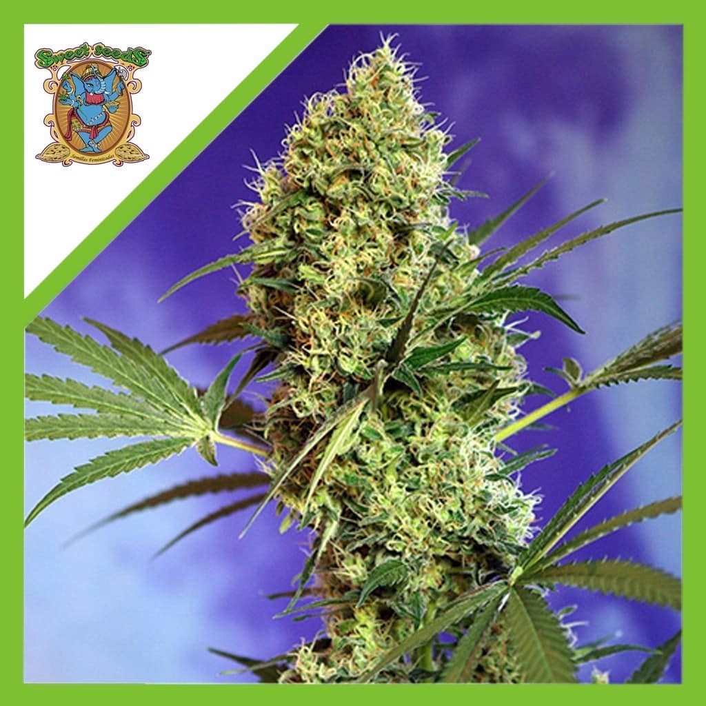 Big Devil No 2 Auto X3+1 - Sweet Seeds