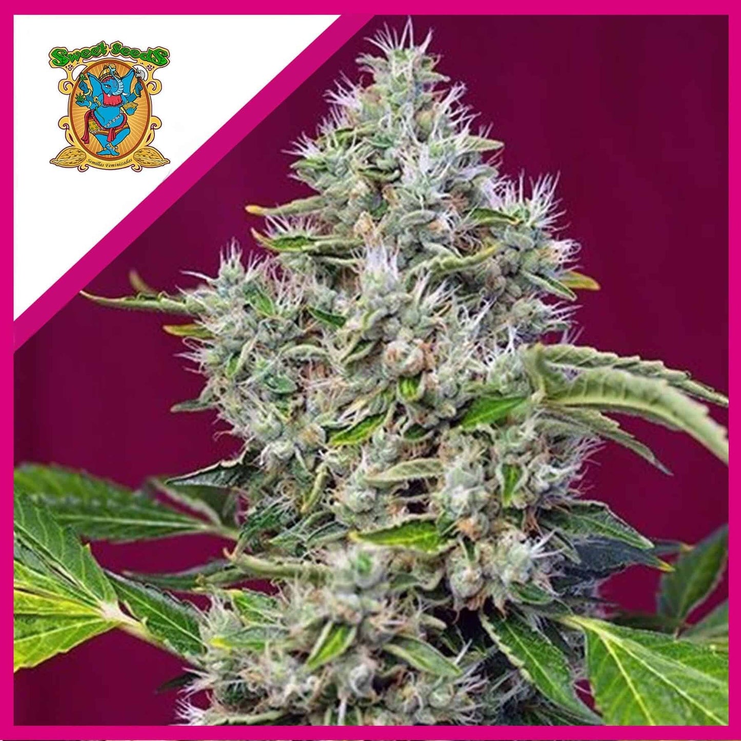 San Fernando Lemon Kush Fem X3+1 - Sweet Seeds