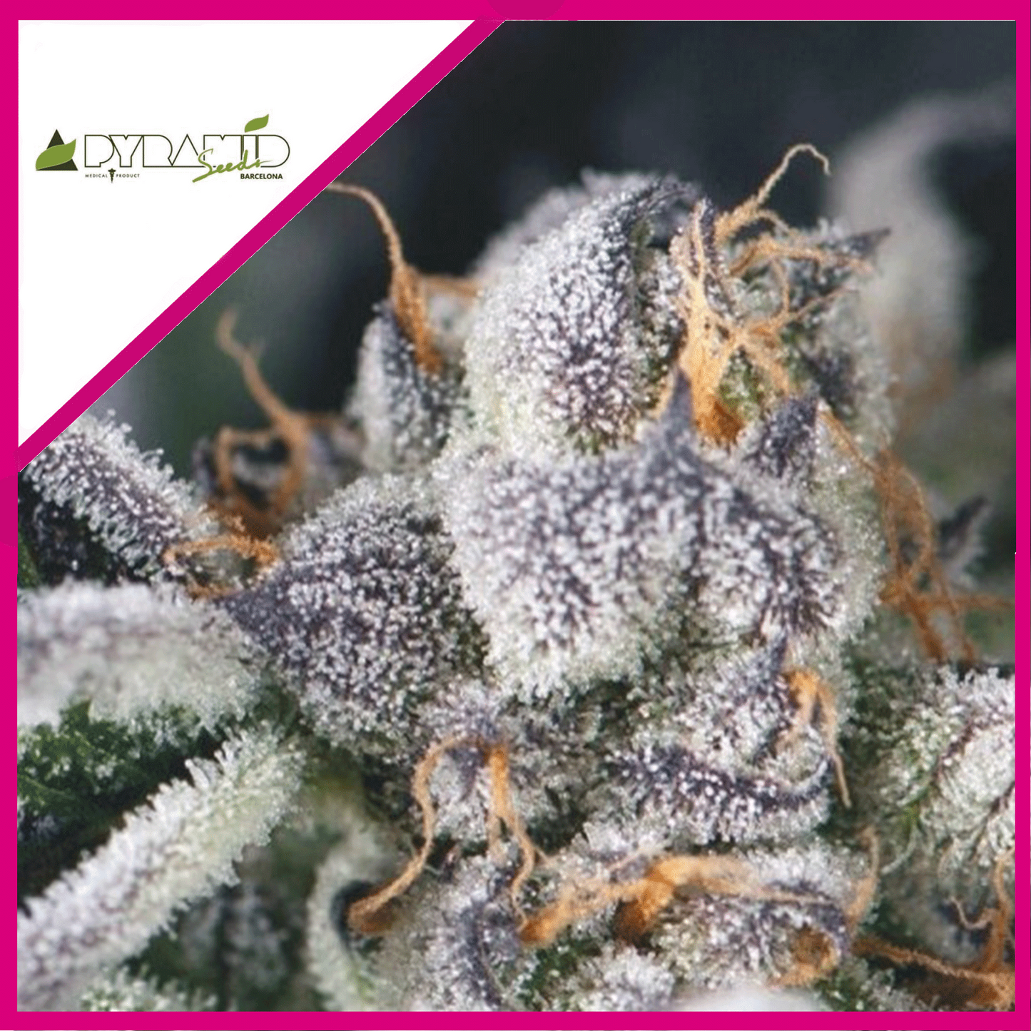 Cookies Usa Fem X3+1 - Pyramid Seeds