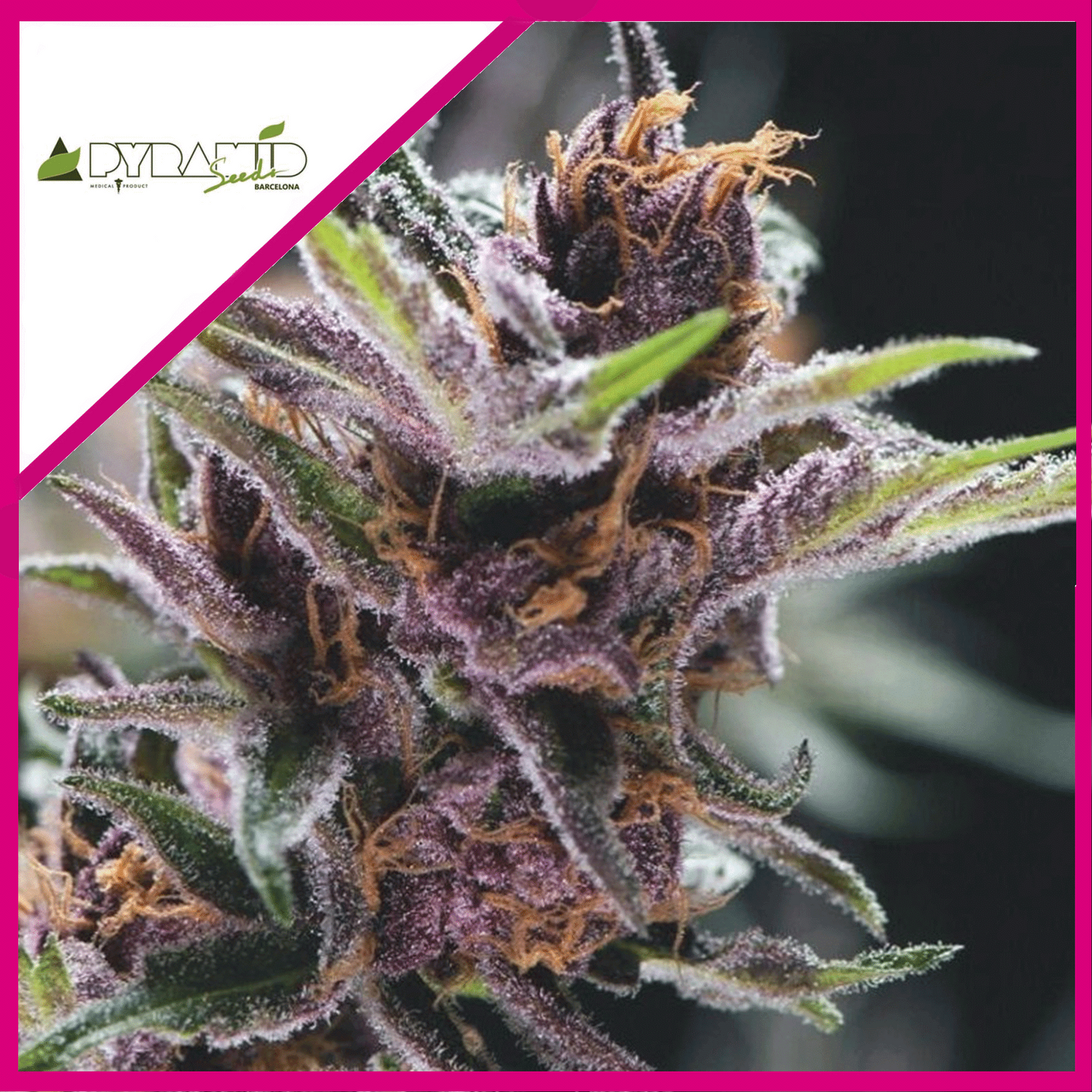 Black Cherry Punch Fem X3+1 - Pyramid Seeds