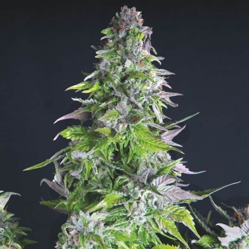 Romulan Fem X3+1 - Pyramid Seeds