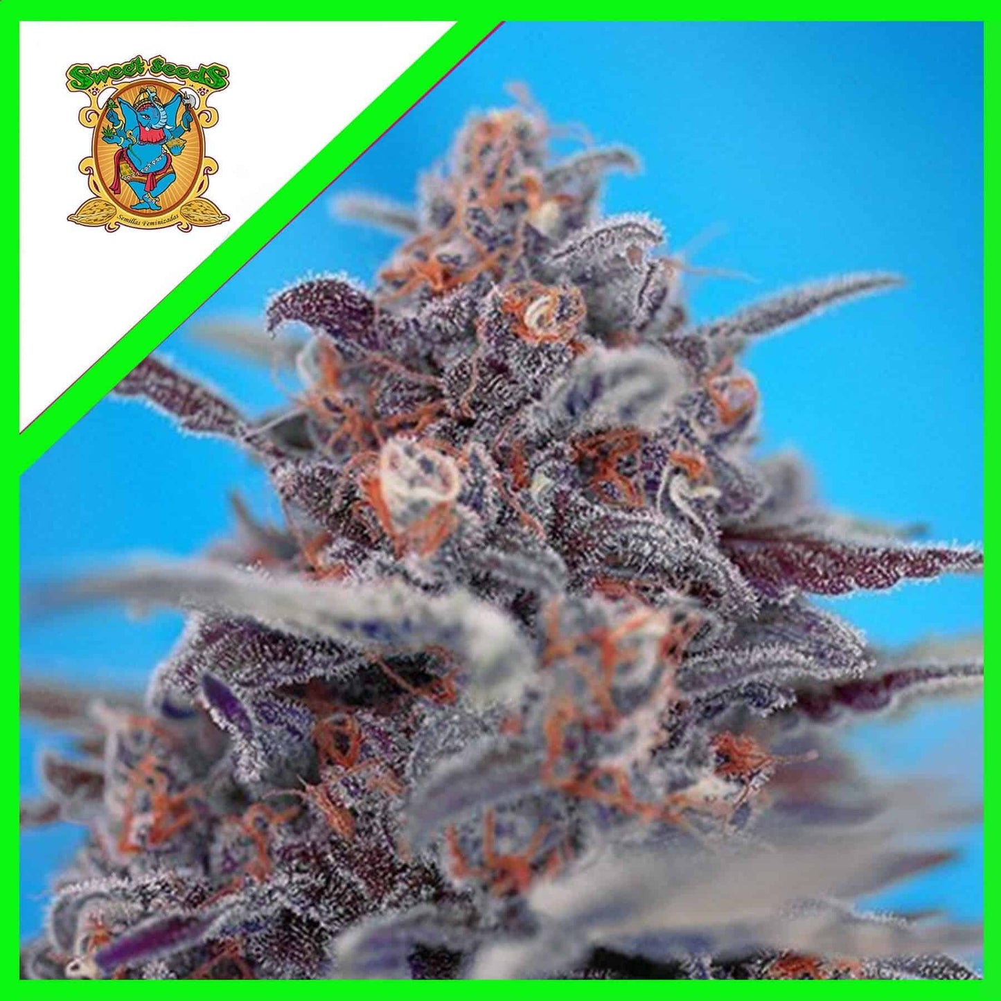 Devil Cream Auto X5+2 - Sweet Seeds