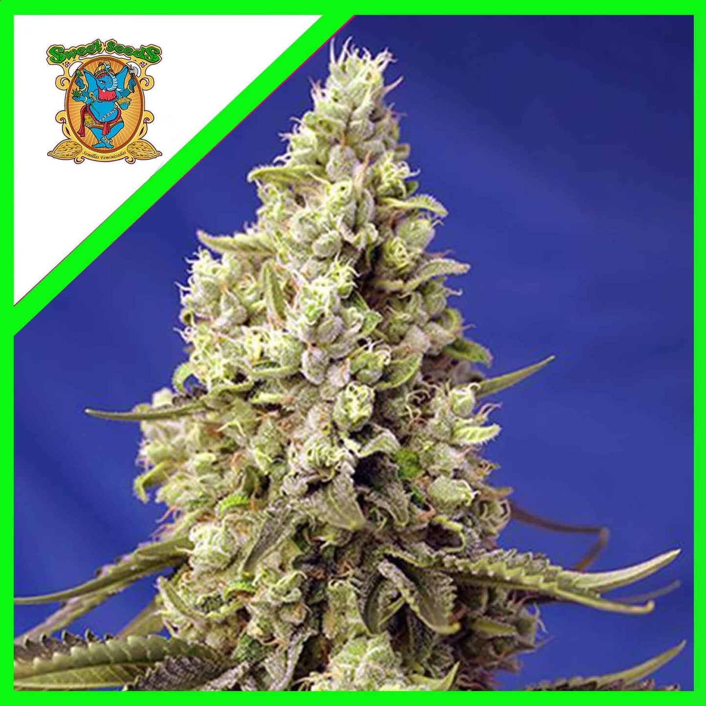 Runtz Xl Auto X5+2 - Sweet Seeds