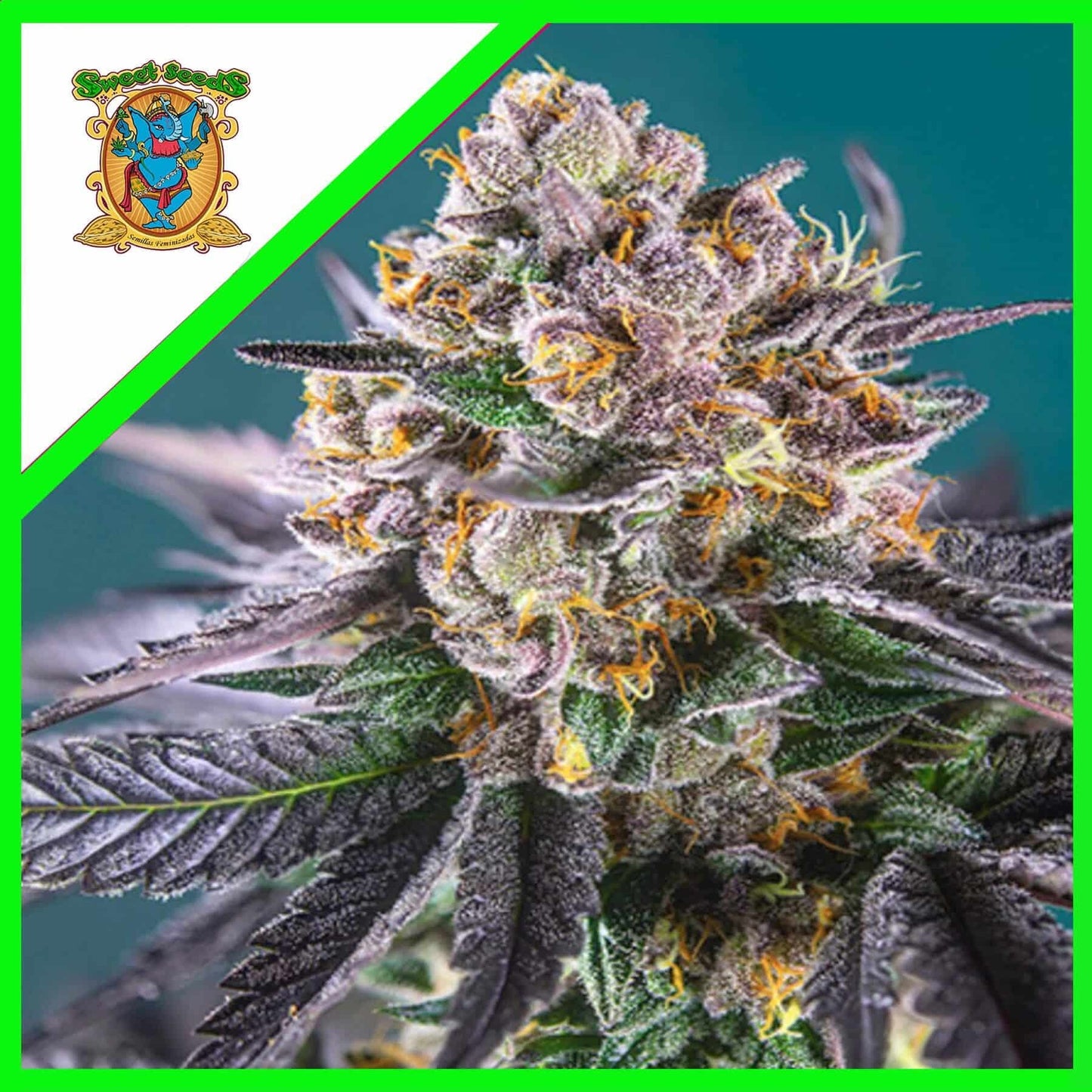Red Strawberry Banana Auto X5+2 - Sweet Seeds