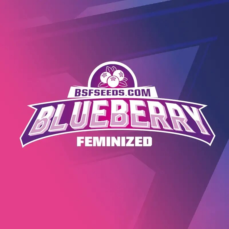 Blue Berry Fem X2 - Bsf - vista 3