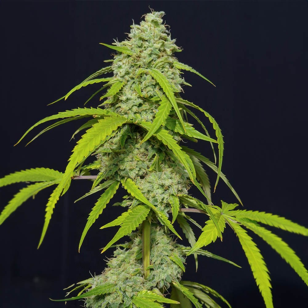 Orange Kush Auto X3 - Eva Seeds