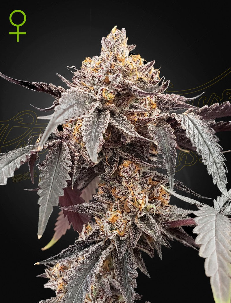 Guava x Gelato 41 Auto X3 - Green House