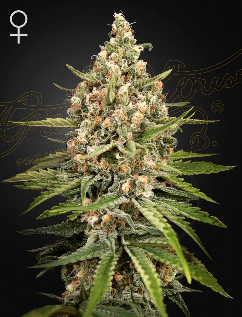 Bubba Slush Fem X3 - Green House