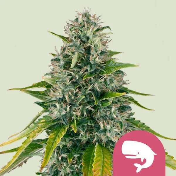 Royal Moby Fem X100 - Royal Queen Seeds