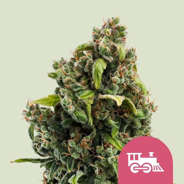 Candy Kush Express Fast Fem X100 - Royal Queen Seeds
