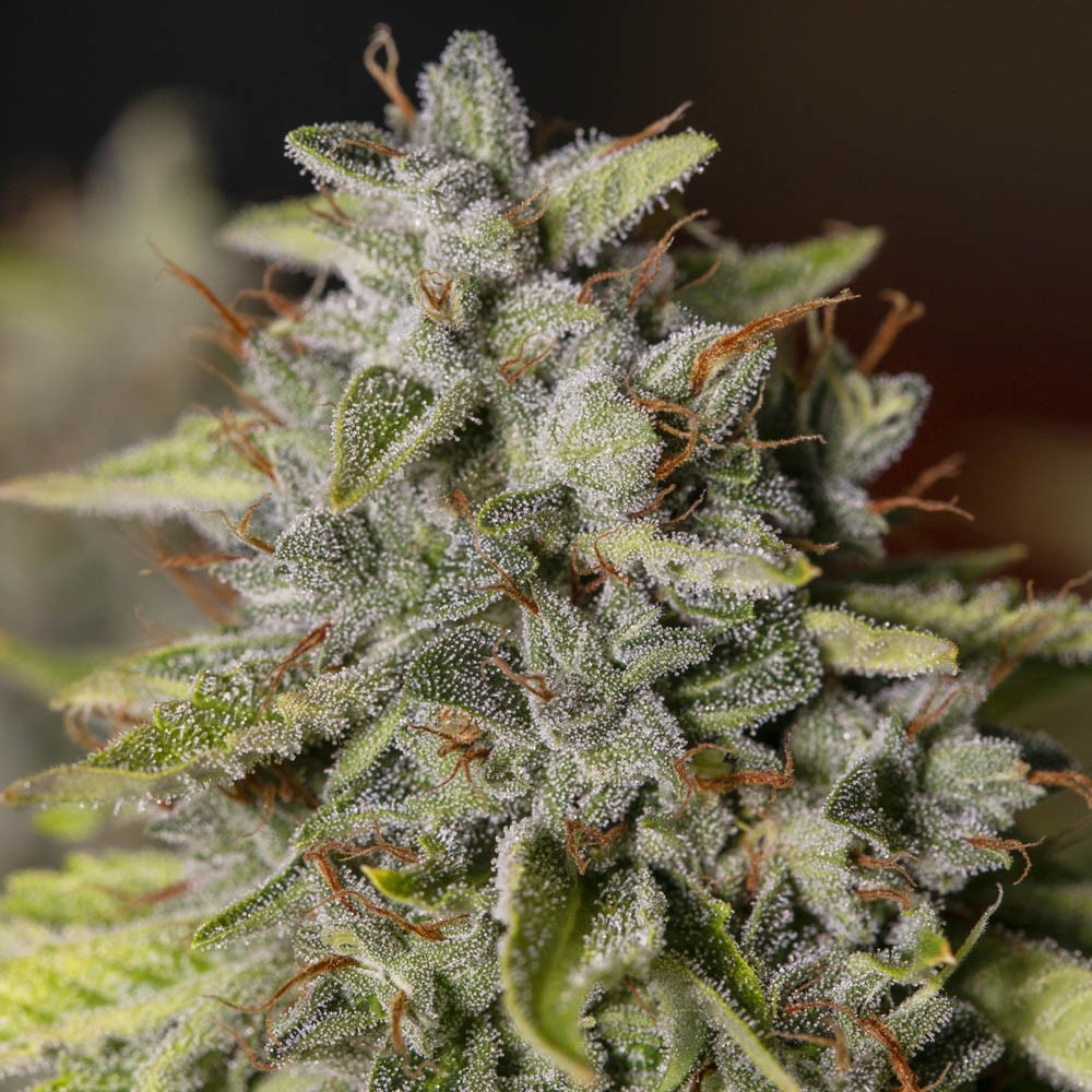 Viejo Toby Fem X3+1 - Eva Seeds