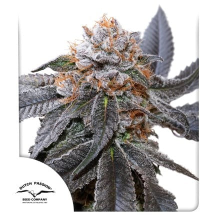 Blue Zushi Fem X3 - Dutch Passion