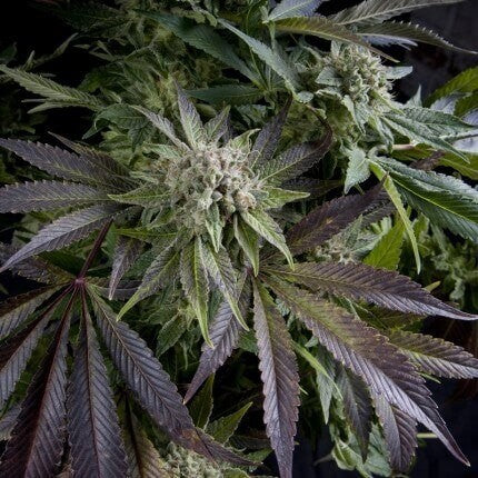 Blue Pyramid Fem X5+2 - Pyramid Seeds