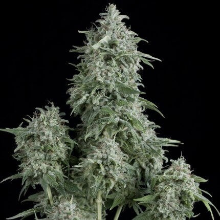 Anubis Fem X5+2 - Pyramid Seeds