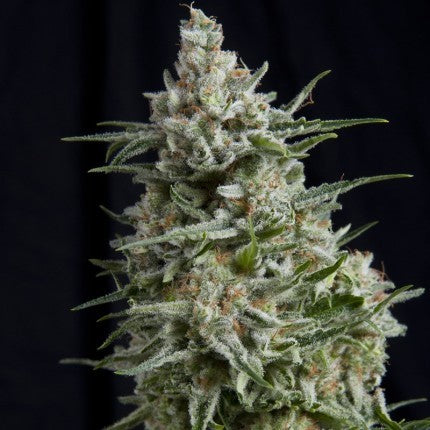 Anesthesia Fem X5+2 - Pyramid Seeds