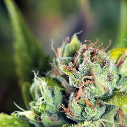 Tahoe Cure Fem X5+2 - Pyramid Seeds