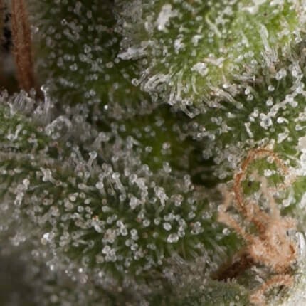 Fresh Candy Auto X5+2 - Pyramid Seeds