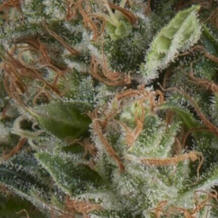Wembley Auto X5+2 - Pyramid Seeds