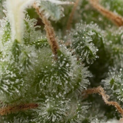 Super Hash Auto X5+2 - Pyramid Seeds