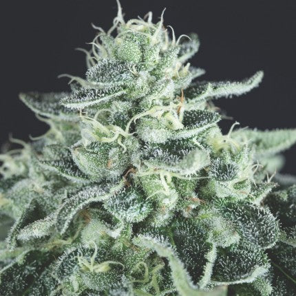 Gelato Fem X3+1 - Pyramid Seeds
