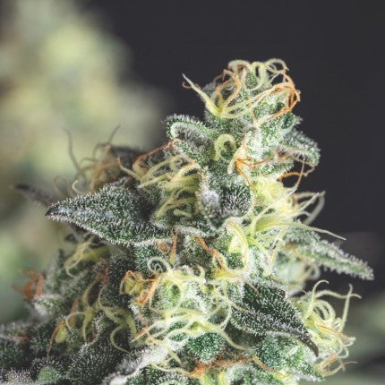 Lemon Larry OG Fem X3+1 - Pyramid Seeds