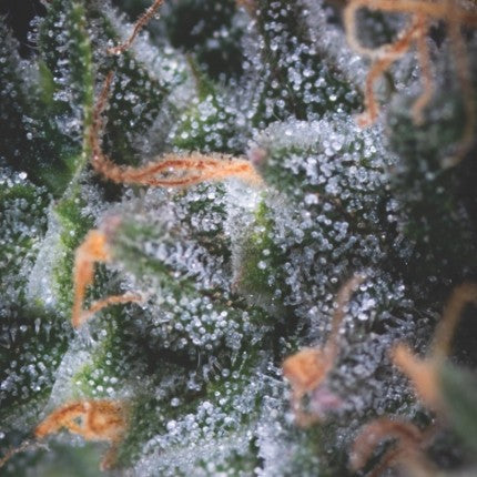 Black Cherry Punch Auto X3+1 - Pyramid Seeds